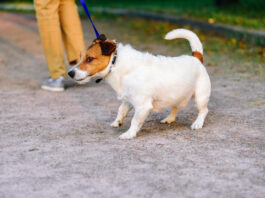 Stop your dog from pulling on a leash with positive reinforcement and communication.