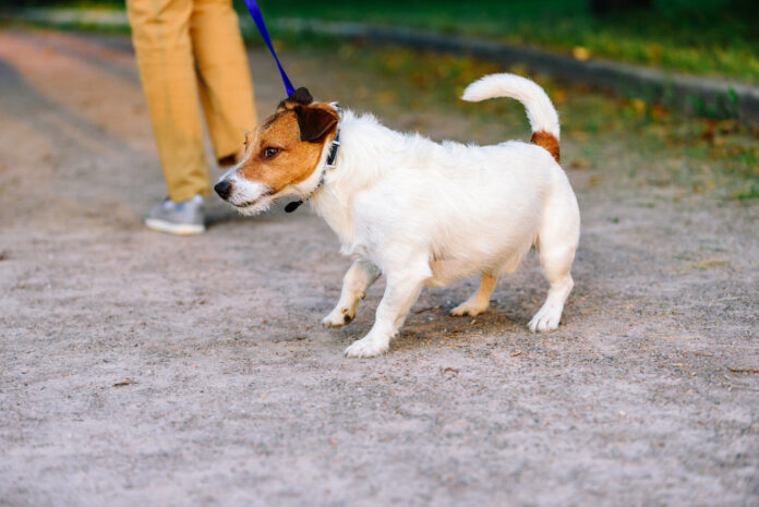 Stop your dog from pulling on a leash with positive reinforcement and communication.