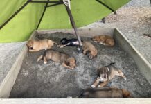 mixed breed puppies dna test