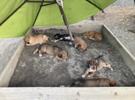 mixed breed puppies dna test