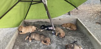 mixed breed puppies dna test