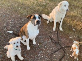 An Update on Recent Foster Dogs & Rescues foster dogs