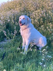 Great Pyrenees Delilah