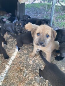 scruffy dog with puppies