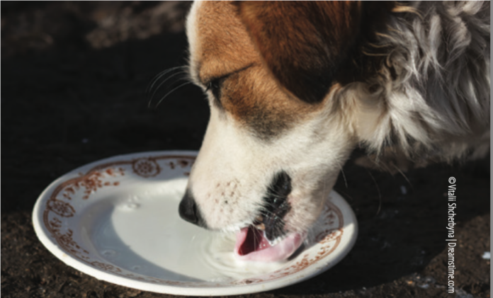 can dogs drink milk