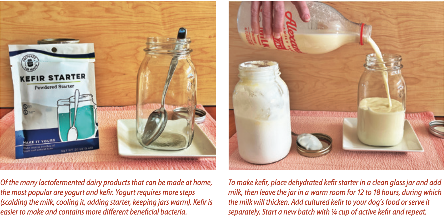 using kefir starter to make lactofermented dairy
