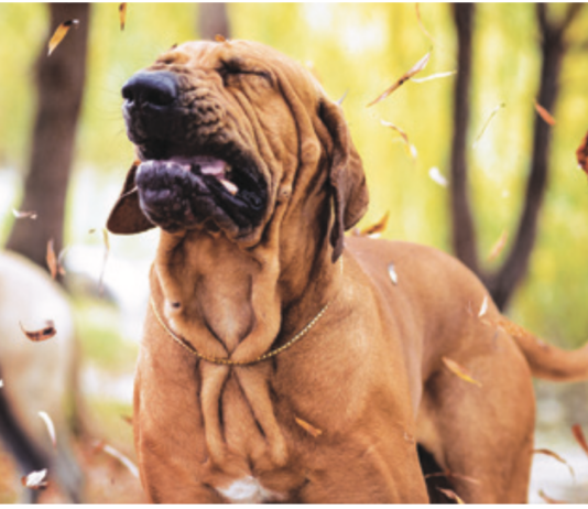 You can help your dog with allergies by learning what triggers them.