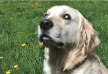 dog with cataracts