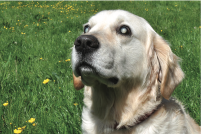 dog with cataracts