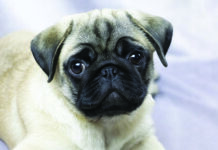 flat face pug brachycephalic dog