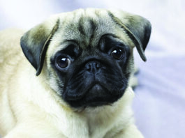 Brachycephalic Dogs: Tragically Cute flat face pug brachycephalic dog