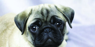 flat face pug brachycephalic dog