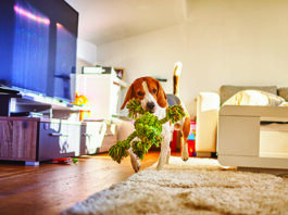 A Healthy House for Your Dog (and You, Too!) clean and safe house for dogs
