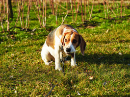 Help! Why Does My Dog Eat Poop? why do dogs eat poop
