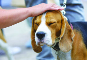 petting dog on head