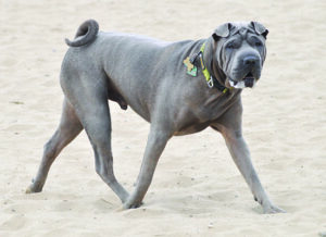 dog with short pig tails