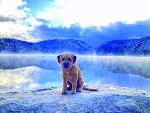 puppy sitting in front of california lake