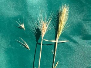 close up of foxtails