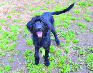 happy relaxed dog wagging tail