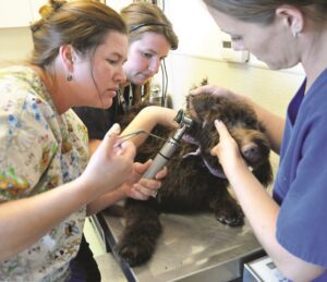 removing foxtail from dog ear