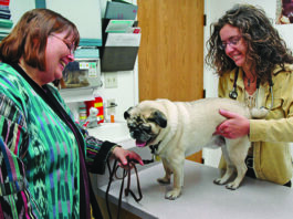 What To Expect From Your Dog’s Check Up at the Vet dog check up