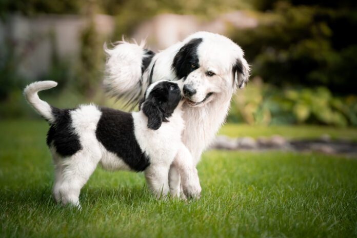 puppy with larger dog when do dogs stop growing