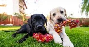 Puppies need playtime in order to become well socialized.