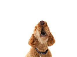 How to teach your dog to speak is a simple matter of teaching them to associate barking with a cue.