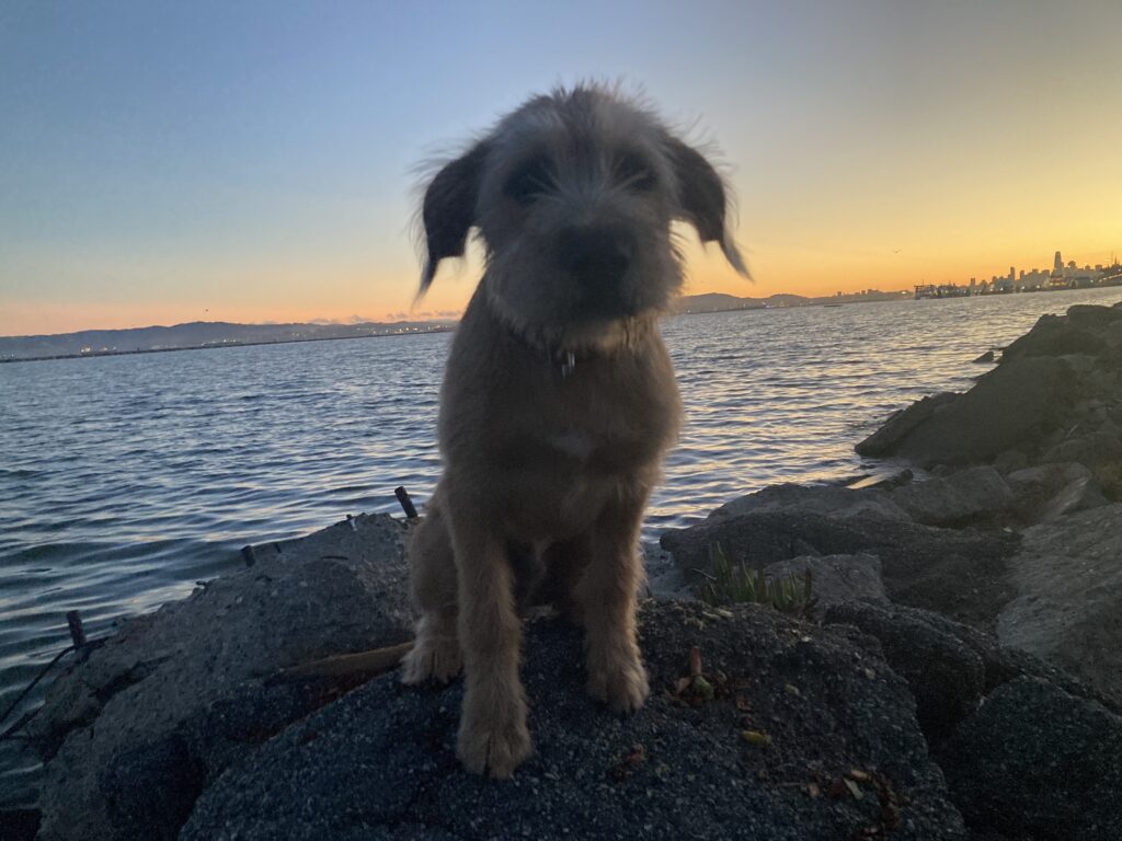 scruffy dog sitting in front of sunset