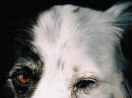 Dog Eye Discharge close up of dog with eye discharge