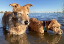 two dogs in water