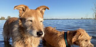 two dogs in water