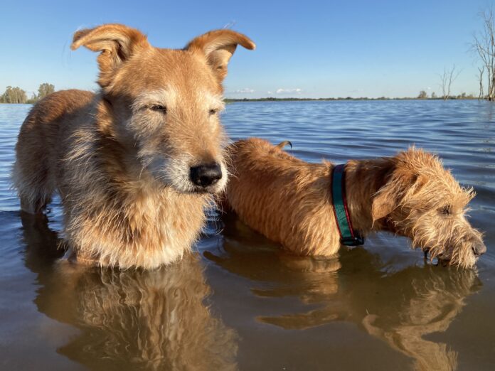 two dogs in water