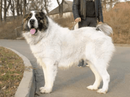 giant dog breed