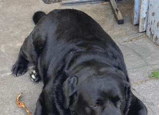 Helping your dog lose weight is important for them to be able to live happily and healthily.