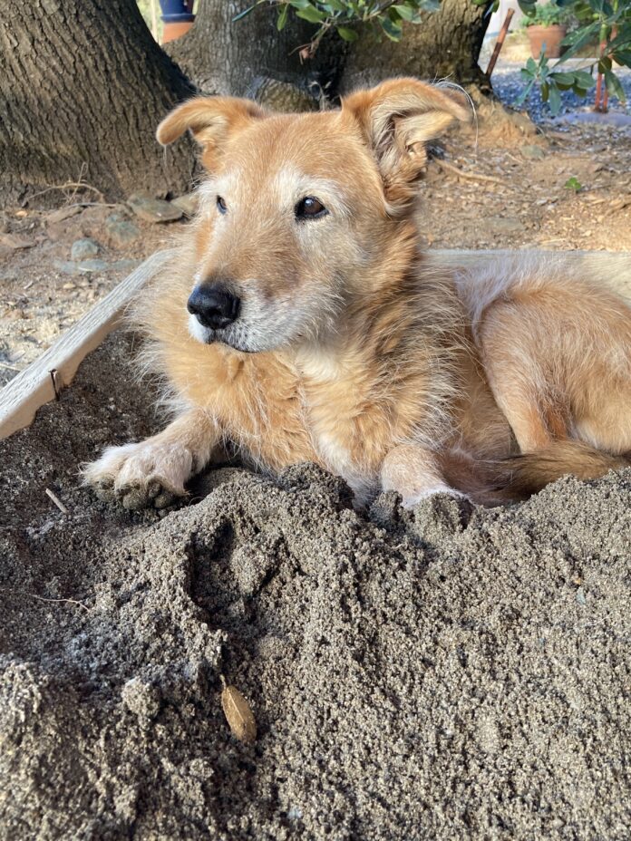 senior dog lying down