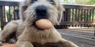 dog with egg in mouth