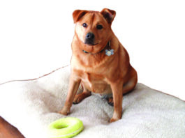 overweight dog with arthritis