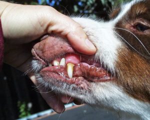 gum disease in dogs