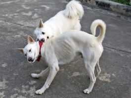 dogs playing with collar can injure them