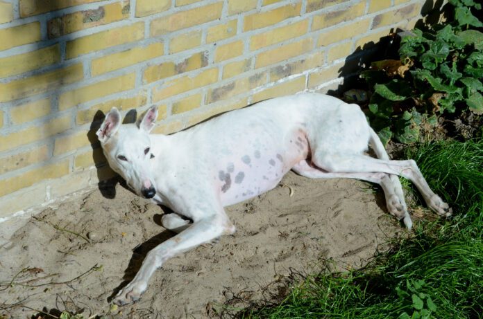 dog with thin coat