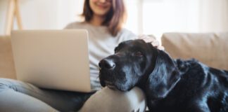 dog on couch with person