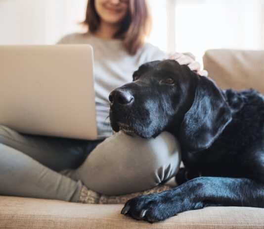 Monkeypox and your dog dog on couch with person