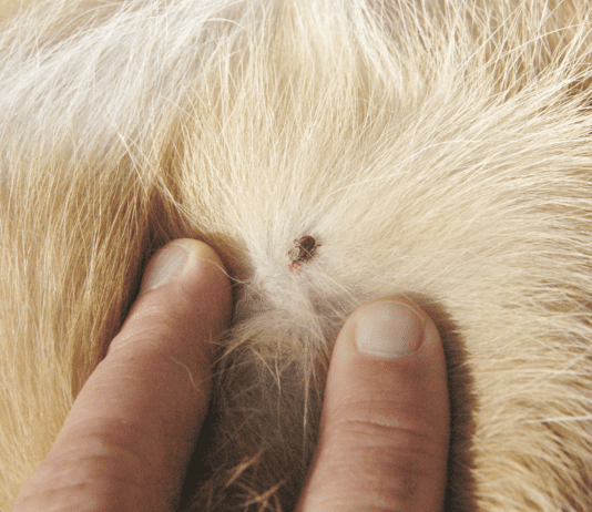 close up of tick on dog