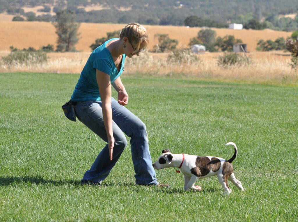 training touch with dog