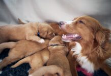 Female Dog Nursing Cute Puppies. Newborns Of Nova Scotia Duck Tolling Retriever Sucking Breast Milk.