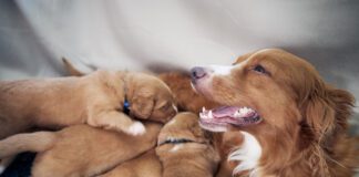 Female Dog Nursing Cute Puppies. Newborns Of Nova Scotia Duck Tolling Retriever Sucking Breast Milk.
