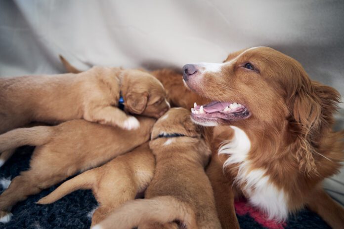 Female Dog Nursing Cute Puppies. Newborns Of Nova Scotia Duck Tolling Retriever Sucking Breast Milk.