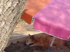 dog laying in shade