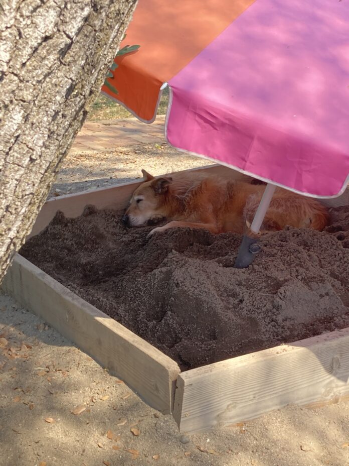 dog laying in shade